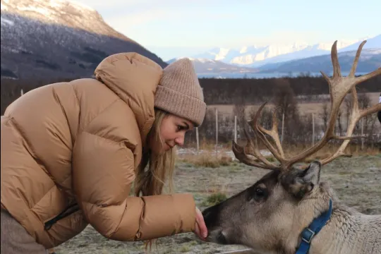 Reindeer Feeding and Sami Culture in Autumn