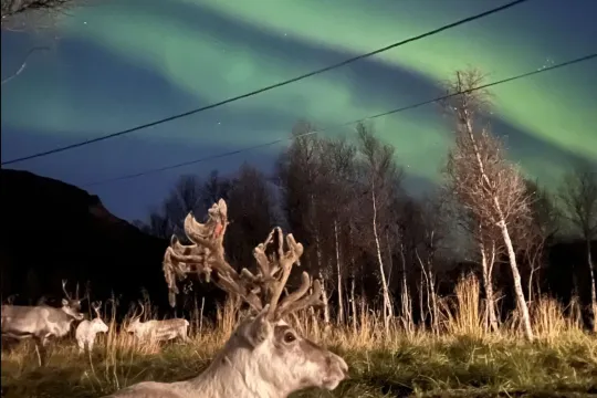 Reindeer Feeding and Sami Culture with a Chance of Northern lights in Autumn