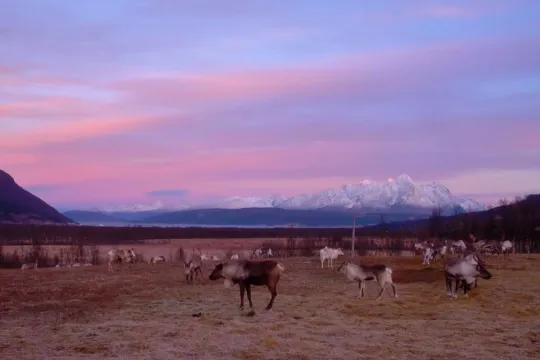 Reindeer Feeding, Sámi Culture and Northern Lights – Autumn