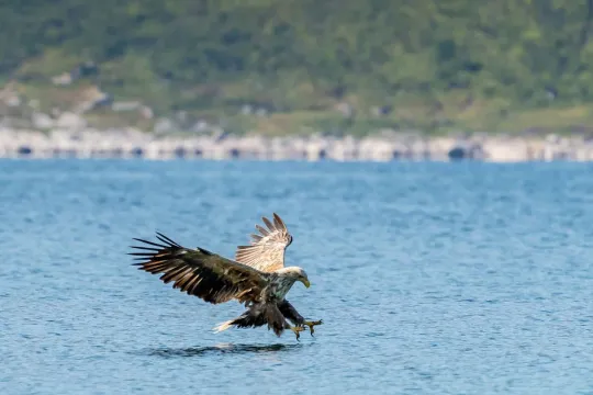 Sea eagle