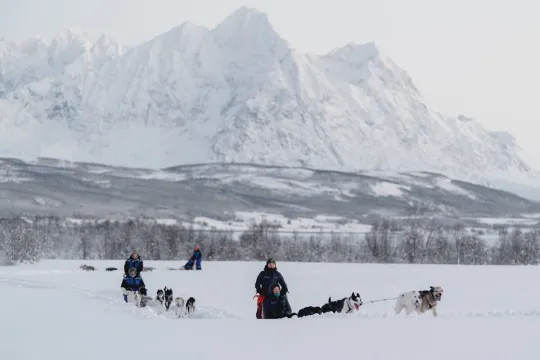 Guests drive the dog sleds