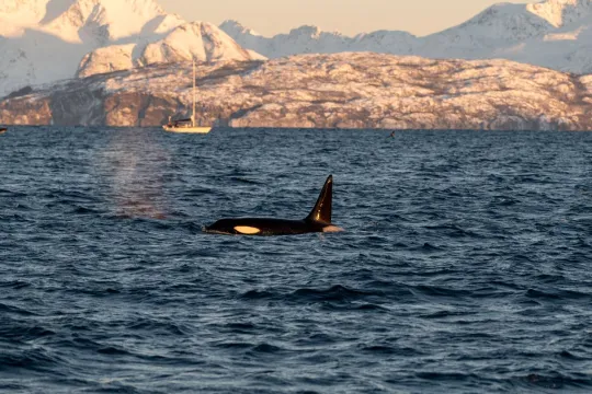 A whale in the sea