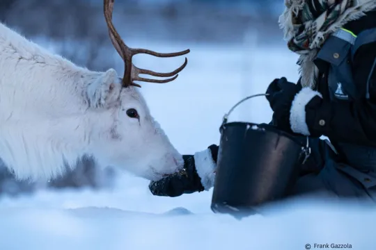 Reindeer Feeding and Sami Culture – Short Tour