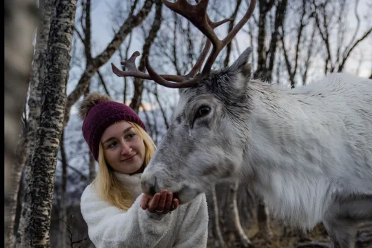 Guest getting close to and feeding a reindeer during a reindeer experience with Tromsø Lapland near Tromsø.