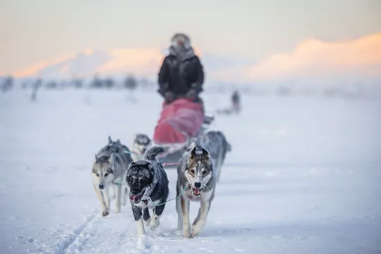 A team of huskies pulling a sled through an open, snow-covered winter landscape during a dog sledding expedition in Northern Norway.