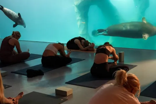 Guests practise yoga in The Deep at Polaria while seals swim past the panoramic window.