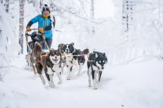 Guests drive their own dog team through the winter landscape at OffTrack Experience in Målselv.