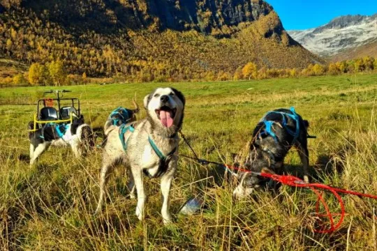 Huskies ready for a wheeled dog sledding experience in the autumn landscape of Kvaløya.