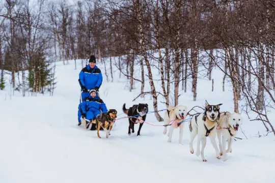 A musher drives a team of huskies through a snow-covered forest near Tromsø during a guided Arctic dog sledding adventure.