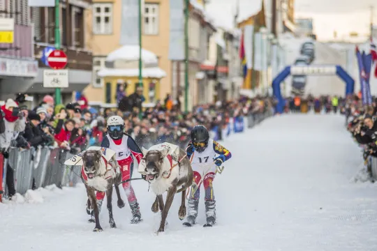 Reindeer Racing