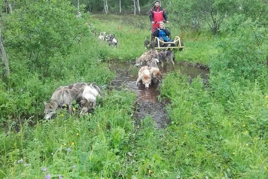Driving the sled over grass during autumn