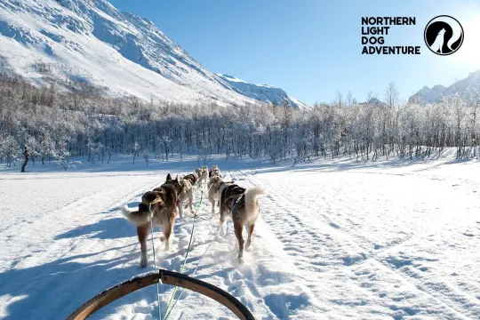 Huskies pull the sled