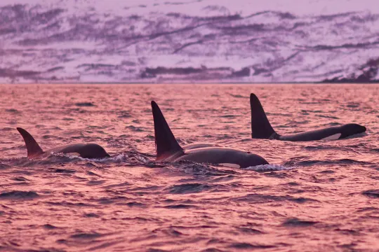 Whale watching in magical Skjervøy