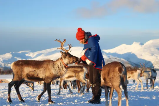 Person in traditional clothing stands in the snow interacting with reindeer in front of mountains and a blue sky.