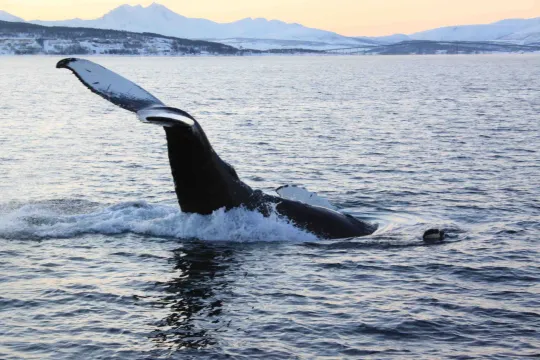 Whale diving into the ocean