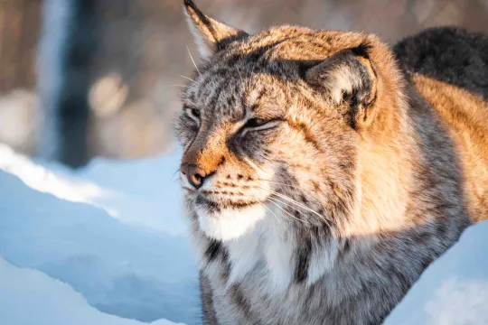 Lynx in Polar Park south of Tromsø