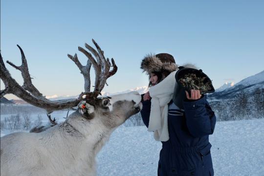 A guest meeting a reindeer