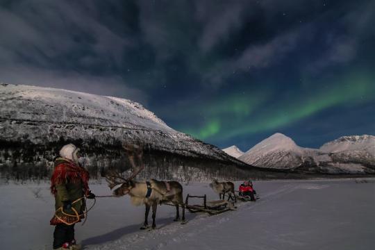 Reindeers sledding with Northern Lights above