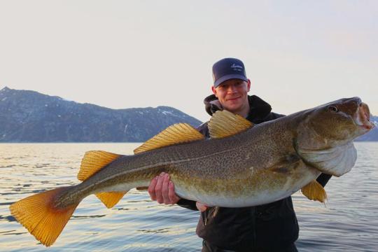 Man holding a big cod on a fishing trip outside of Tromsø