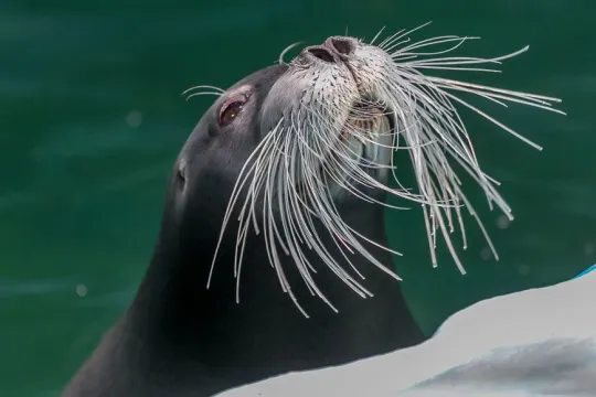 En sel titter opp av bassenget på Polaria i Tromsø