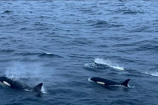  Whalesafari with MS Keiser Wilhelm