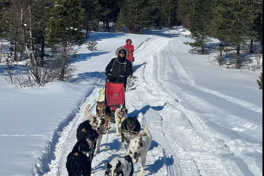 Hundekjøring i arktisk natur