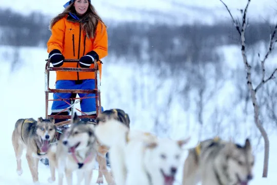 Dog-sledding through the forest on the mountain