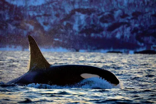 An orca near the sea