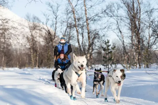 Dog sledding drivers