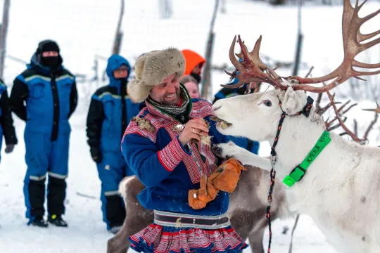 A Sami herder feeds one of his reindeer