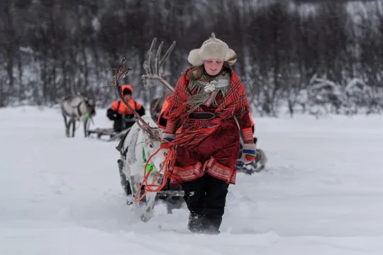 Sami reindeer driver steers the reindeer sled