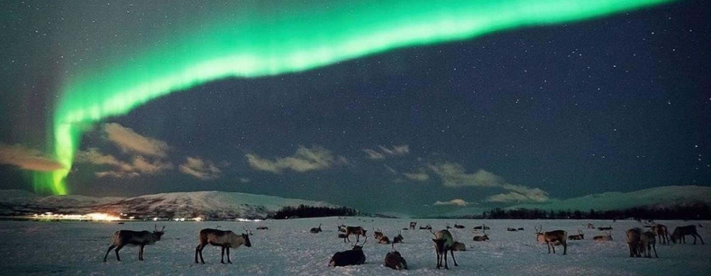 Northern lights and reindeer in Tromsø