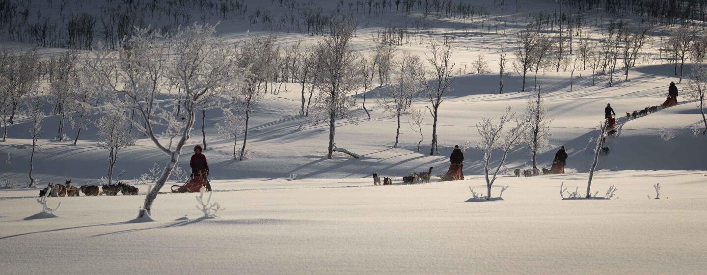 Dog sledding in snowy landscape outside Tromsø.