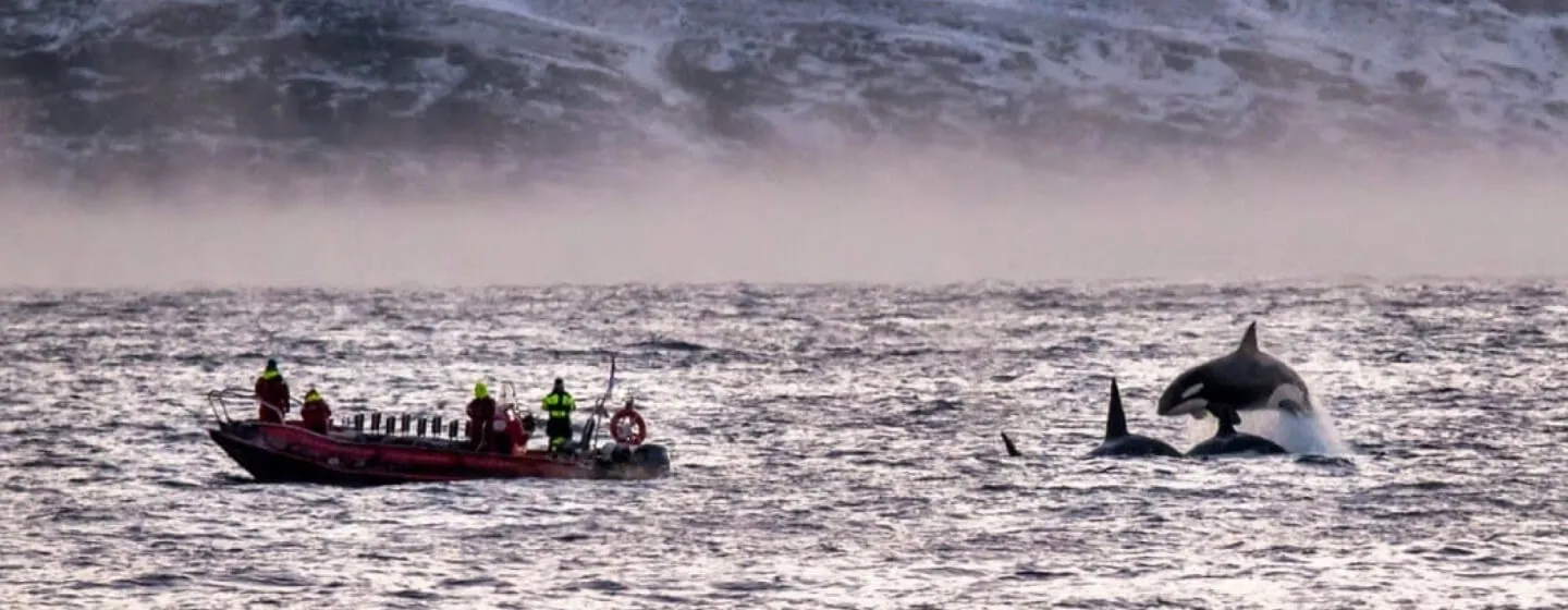 Hval og riib båt Skjervøy 