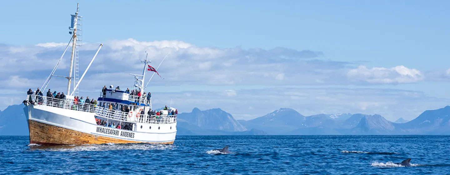 The whale watching boat meets pothead whales