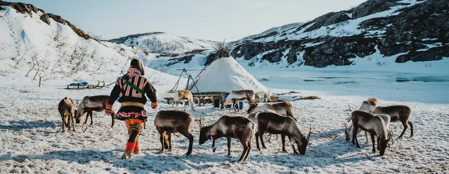 Person among reindeer beside a lavvu in a snowy mountain landscape on Kvaløya.