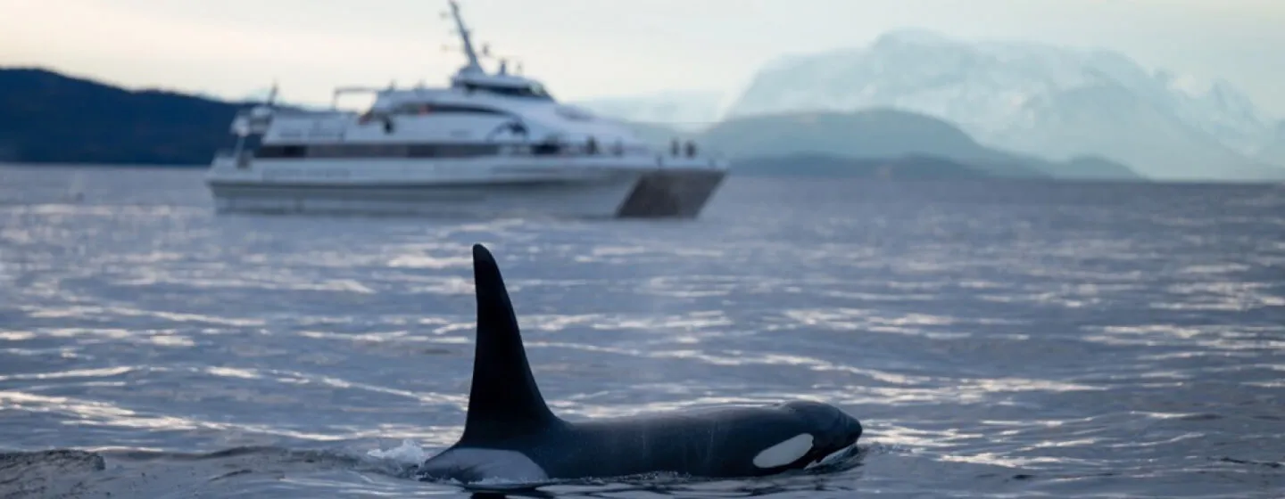 båt MS Gabriele hvalsafari fra Tromsø