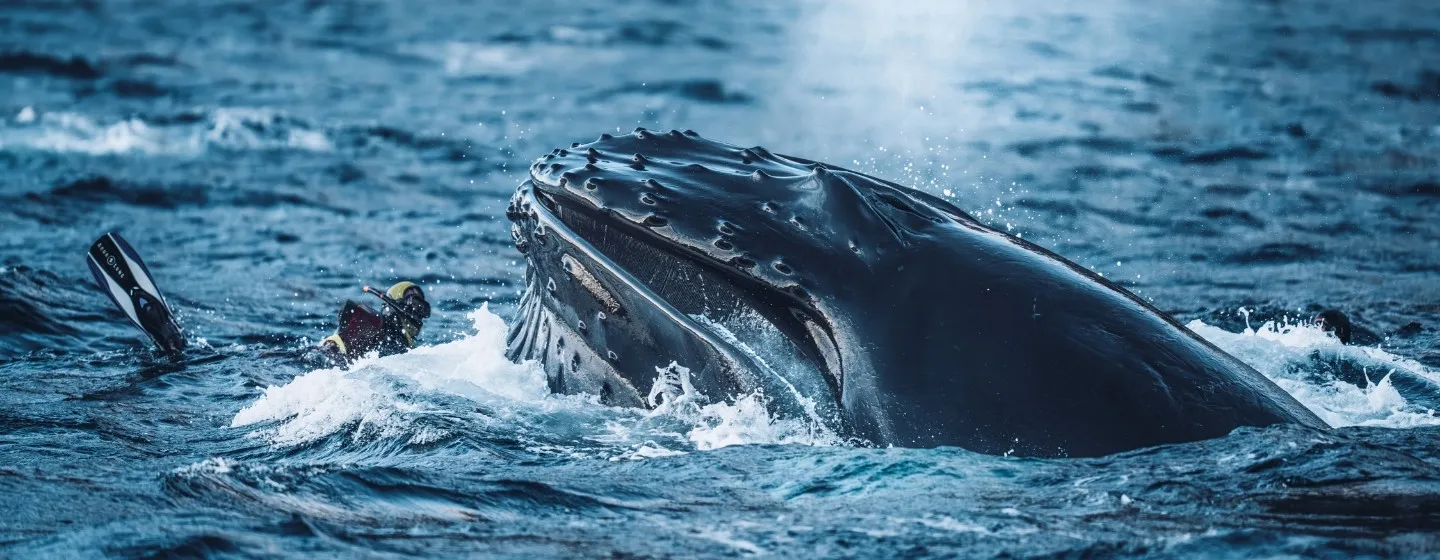 En hval på kollisjonskurs med en dykker. 