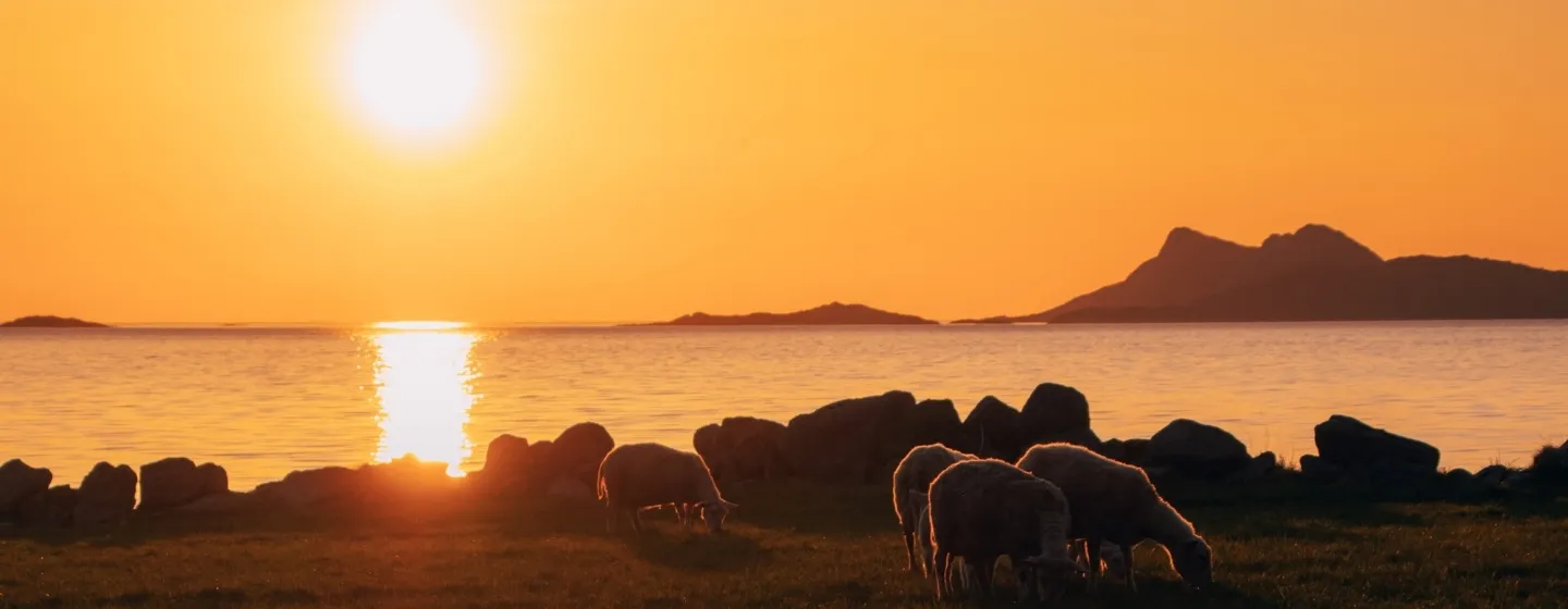 Sheep grazing under the midnight sun in the Tromsø region.