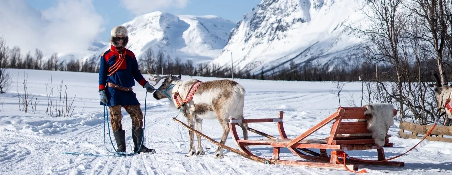 A Sami with a reindeer and sled during winter in Tromso