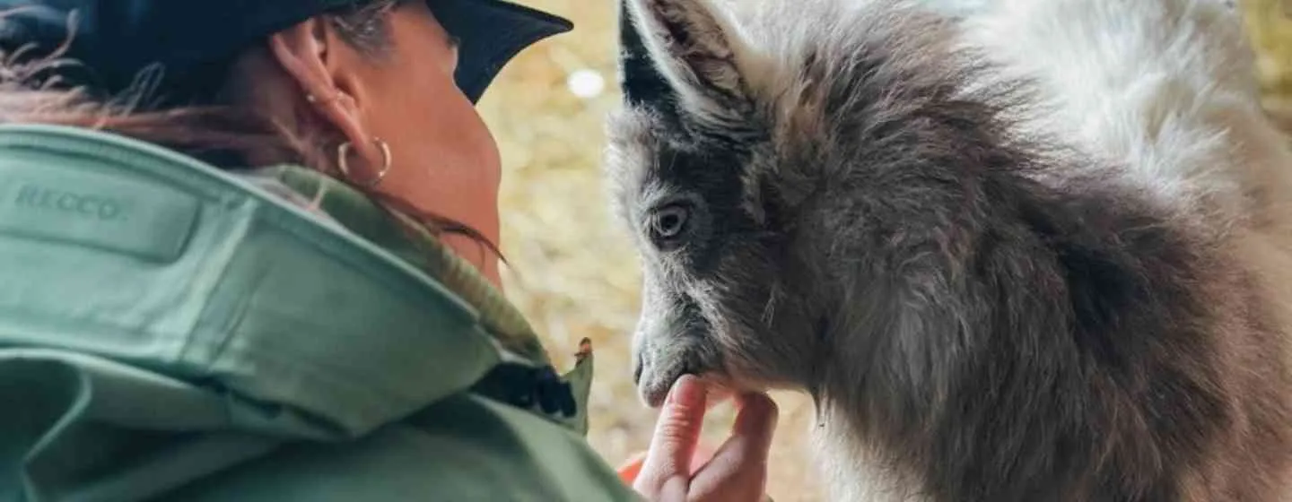 Woman petting a goat on a farm