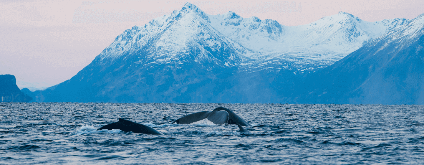 Humpback whales in winter in Skjervøy