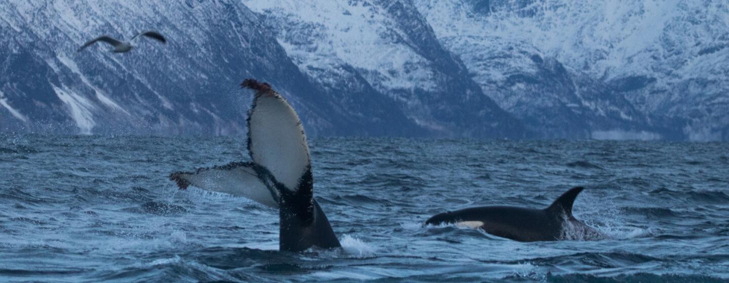 In-water activities with whale Tromso region