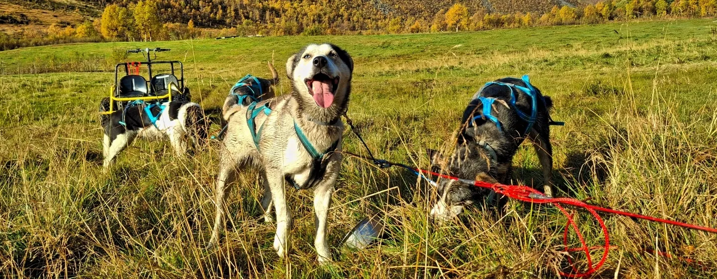 Alaskan huskies in front of a training cart at Kvaløya Adventure in Straumsbukta on Kvaløya.