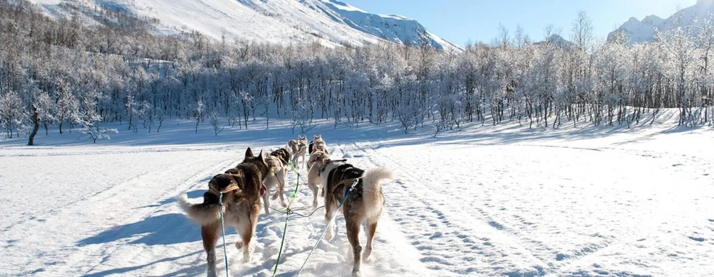 Northern Light Dog Adventure