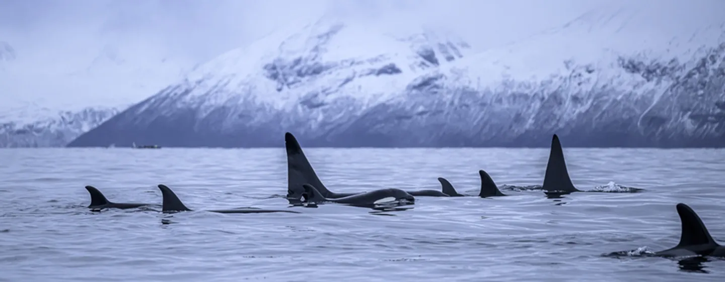 Orca group in winter in Tromso region