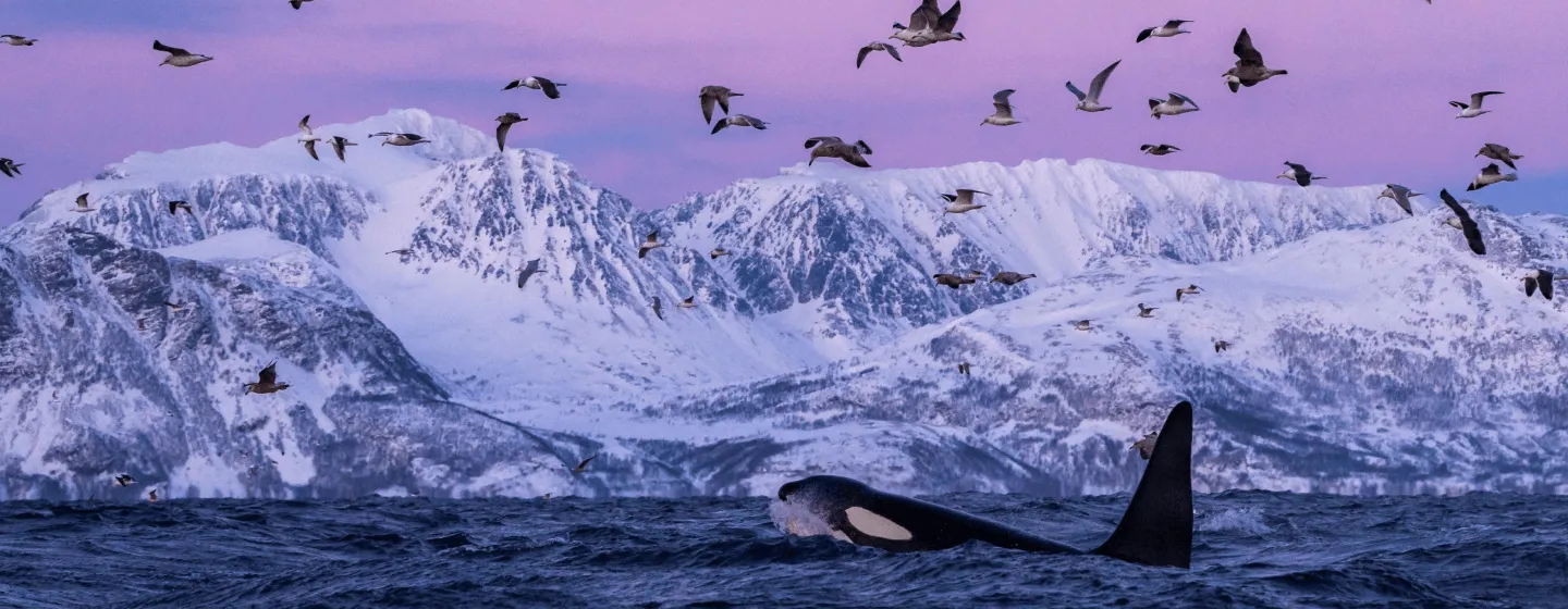 Orca with birds in Skjervøy