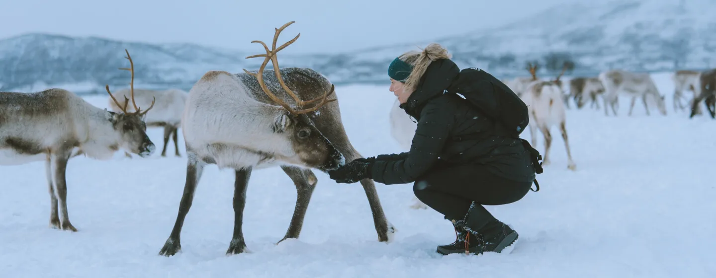 A lady interacting with a reindeer during winter in the Tromso region