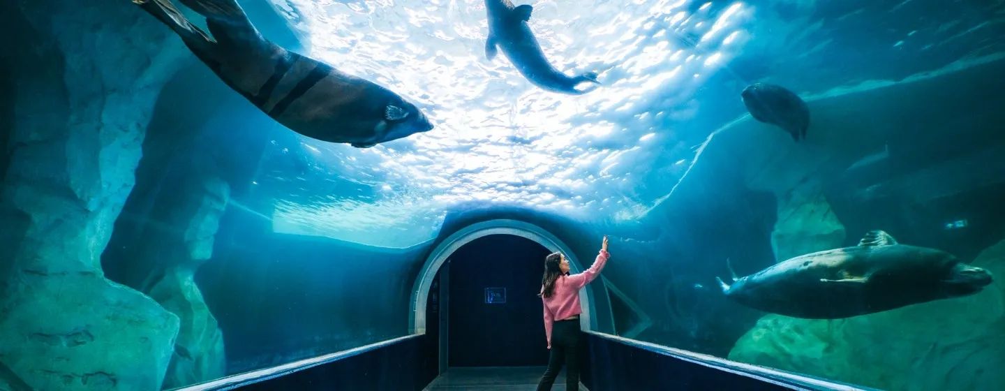 Tunnel under the seal pool at Polaria aquarium in Tromsø.