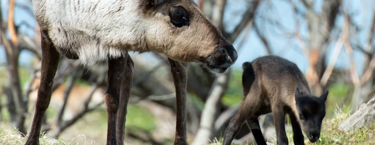 Tromsø Lapland Reindeer Camp